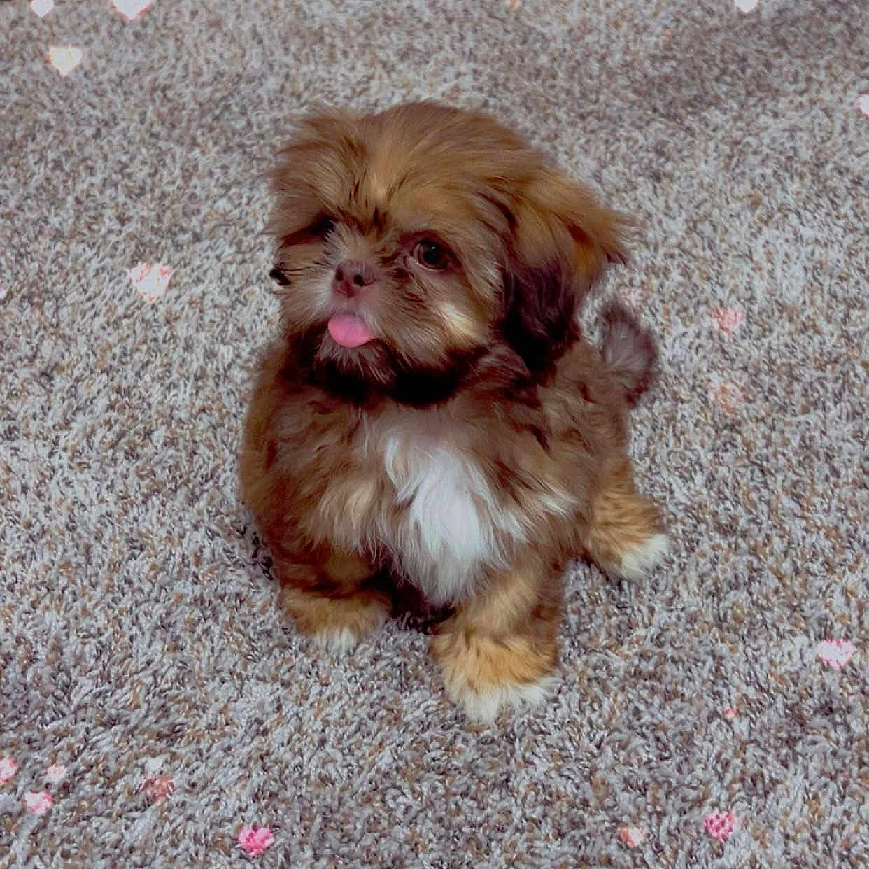 Bella is registered to the contest to win money with this photo: adorable, animal, brown, carpet, companion, cute, dog, domestic_animal, fluffy, fur, heart_bokeh, indoor, pet, playful, puppy, sitting, small_dog, tongue_out, white_chest, young_dog