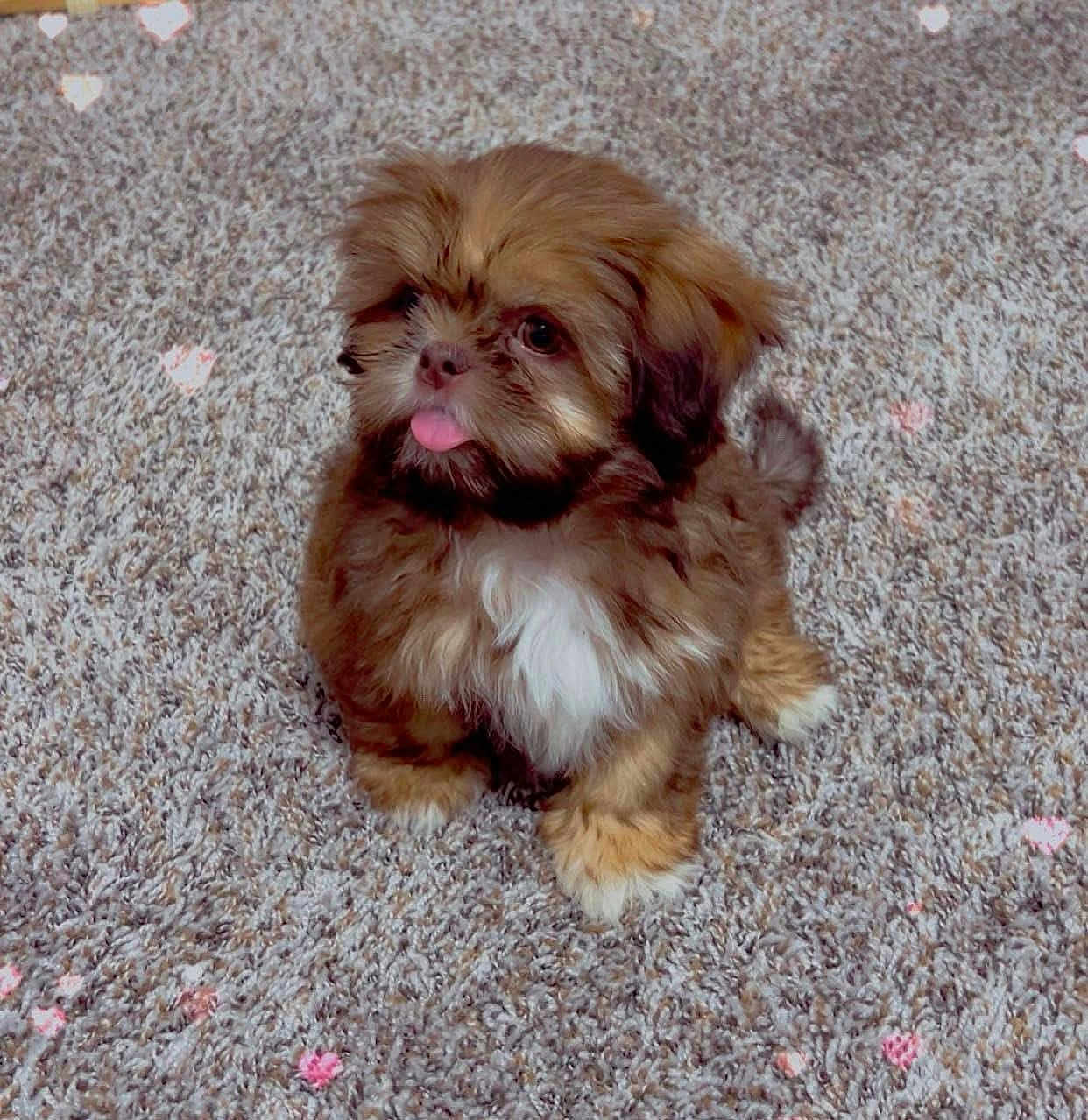 Bella is registered to the contest to win money with this photo: puppy, dog, brown, white_chest, tongue_out, carpet, fluffy, small_dog, cute, pet, indoor, adorable, sitting, young_dog, fur, animal, playful, companion, domestic_animal, heart_bokeh