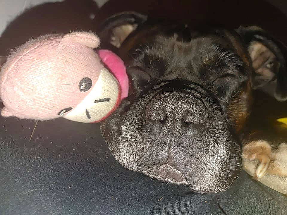 Boogie joined the competition — help win amazing prizes! bulldog, carnivore, comfort, companion_dog, dog, dog_breed, ear, fawn, french_bulldog, fur, grey, pug, snout, terrestrial_animal, toy, toy_dog, vertebrate, whiskers, working_animal, wrinkle