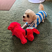 Bronx joined the competition — help win amazing prizes! dog, small_dog, striped_shirt, blue_and_white, stuffed_toy, red_toy, carpet, green_carpet, indoor, playful, pet, animal, cute, toy, collar, fur, tail, mouth_open, floor, furniture_leg