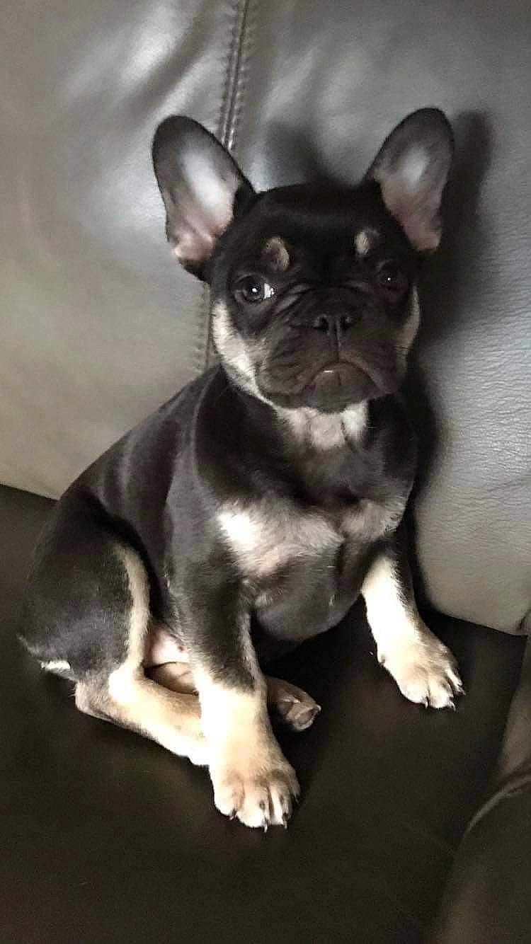 Mea is registered to the contest to win money with this photo: bulldog, canidae, carnivore, companion_dog, dog, dog_breed, ear, fawn, non_sporting_group, puppy, snout, sporting_group, terrestrial_animal, toy_dog, whiskers, working_animal, wrinkle