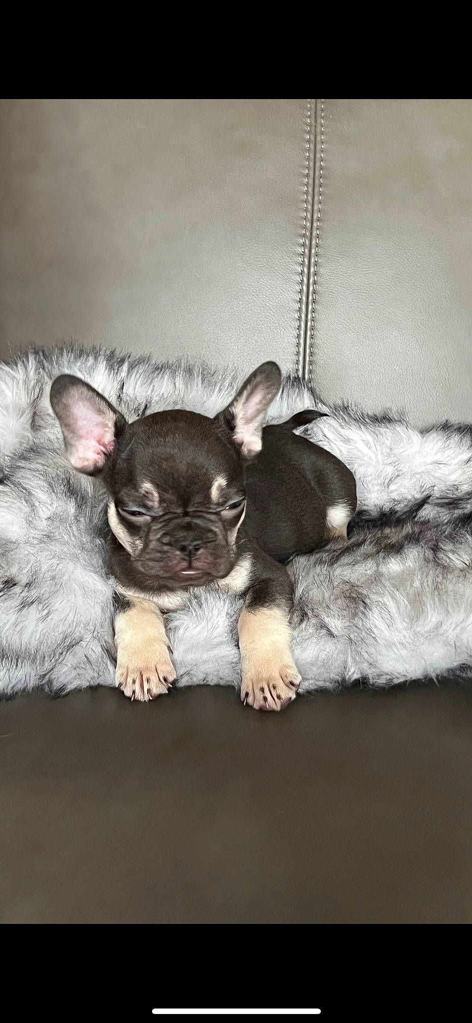 Mea joined the competition — help win amazing prizes! canidae, carnivore, comfort, companion_dog, couch, dog, dog_breed, ear, fawn, fur, glasses, grey, linens, paw, snout, sporting_group, terrestrial_animal, toy_dog, whiskers, working_animal