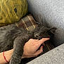 animal, cat, comfort, cozy, cute, fur, gray_cat, gray_sofa, hand, human_hand, indoor, nap, pet, plaid_cushion, red_bracelet, red_nail_polish, relaxation, resting, sleeping, yellow_pillow
