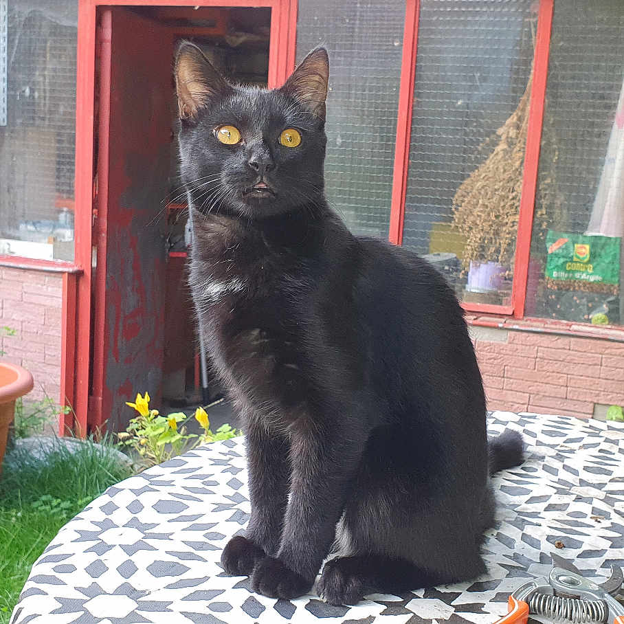 Benett a rejoint le concours — aidez-le/la à gagner de superbes lots ! animal, black_cat, brick_wall, cat, chair, curious, door, garden, gardening_tools, gloves, greenery, outdoor, patterned_table, pet, plants, sitting, table, terracotta_pot, window, yellow_eyes