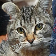 Boo a rejoint le concours — aidez-le/la à gagner de superbes lots ! animal, cat, close_up, cute, domestic_cat, ears, eyes, face, feline, friendly, fur, indoor, looking, mammal, pet, portrait, soft_background, tabby_cat, whiskers, young_cat