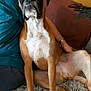 dog, boxer, pet, indoor, rug, person, fur, brown, white, paws, sitting, expression, home, cozy, animal, companion, relaxed, watchful, portrait, canine