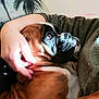 Twiggy participe au concours pour gagner de l'argent avec cette photo : dog, boxer, pet, animal, brown, white, closeup, face, fur, canine, companion, cuddle, comfort, hand, arm, indoor, resting, snout, portrait, domestic