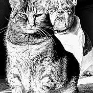 Hortense a rejoint le concours — aidez-le/la à gagner de superbes lots ! cat, dog, tabby_cat, french_bulldog, black_and_white, high_contrast, pets, animals, fur, whiskers, ears, face, sitting, indoor, close_up, portrait, companions, shadow, expression, cute