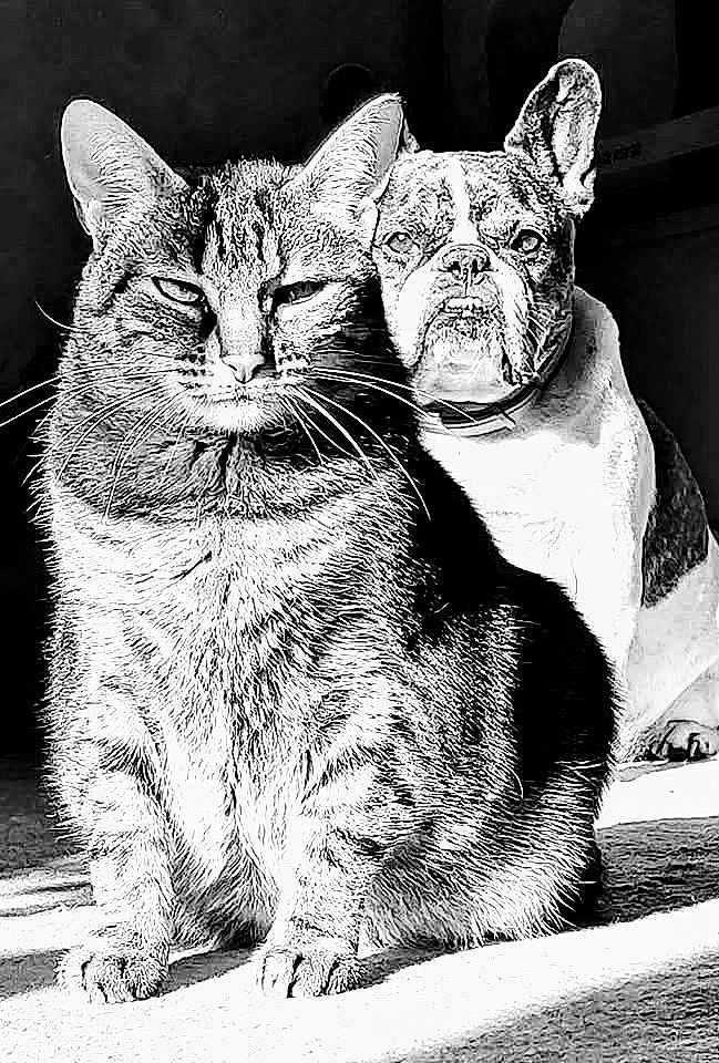 Hortense a rejoint le concours — aidez-le/la à gagner de superbes lots ! cat, dog, tabby_cat, french_bulldog, black_and_white, high_contrast, pets, animals, fur, whiskers, ears, face, sitting, indoor, close_up, portrait, companions, shadow, expression, cute