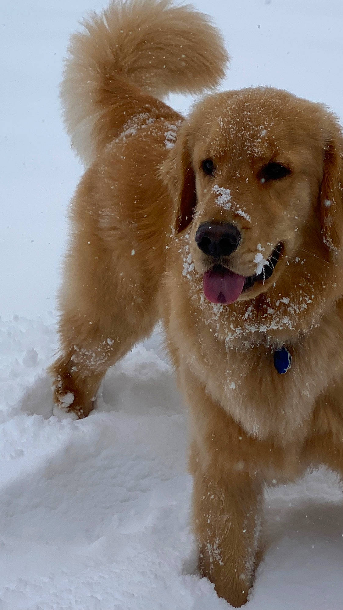 Ripley is registered to the contest to win money with this photo: canidae, carnivore, companion_dog, dog, dog_breed, event, fawn, freezing, fur, golden_retriever, gun_dog, liver, playing_in_the_snow, retriever, snout, snow, sporting_group, whiskers, winter, working_animal