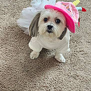 Princess is registered to the contest to win money with this photo: adorable, animal, birthday_hat, canine, carpet, celebration, costume, cute, dog, fluffy, indoor, looking_up, party, pet, pink_hat, portrait, small_dog, tutu, white_dog, white_outfit