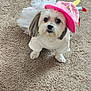 adorable, animal, birthday_hat, canine, carpet, celebration, costume, cute, dog, fluffy, indoor, looking_up, party, pet, pink_hat, portrait, small_dog, tutu, white_dog, white_outfit
