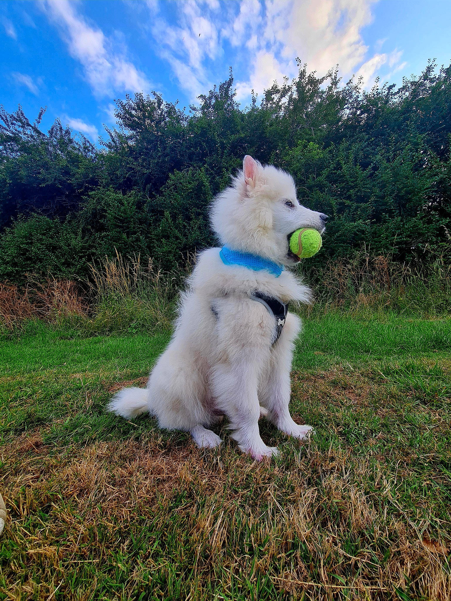 Shiro joined the competition — help win amazing prizes! canidae, carnivore, cloud, collar, companion_dog, dog, dog_breed, dog_collar, fur, grass, grassland, non_sporting_group, plant, prairie, sky, sporting_group, tail, terrestrial_animal, working_animal, working_dog