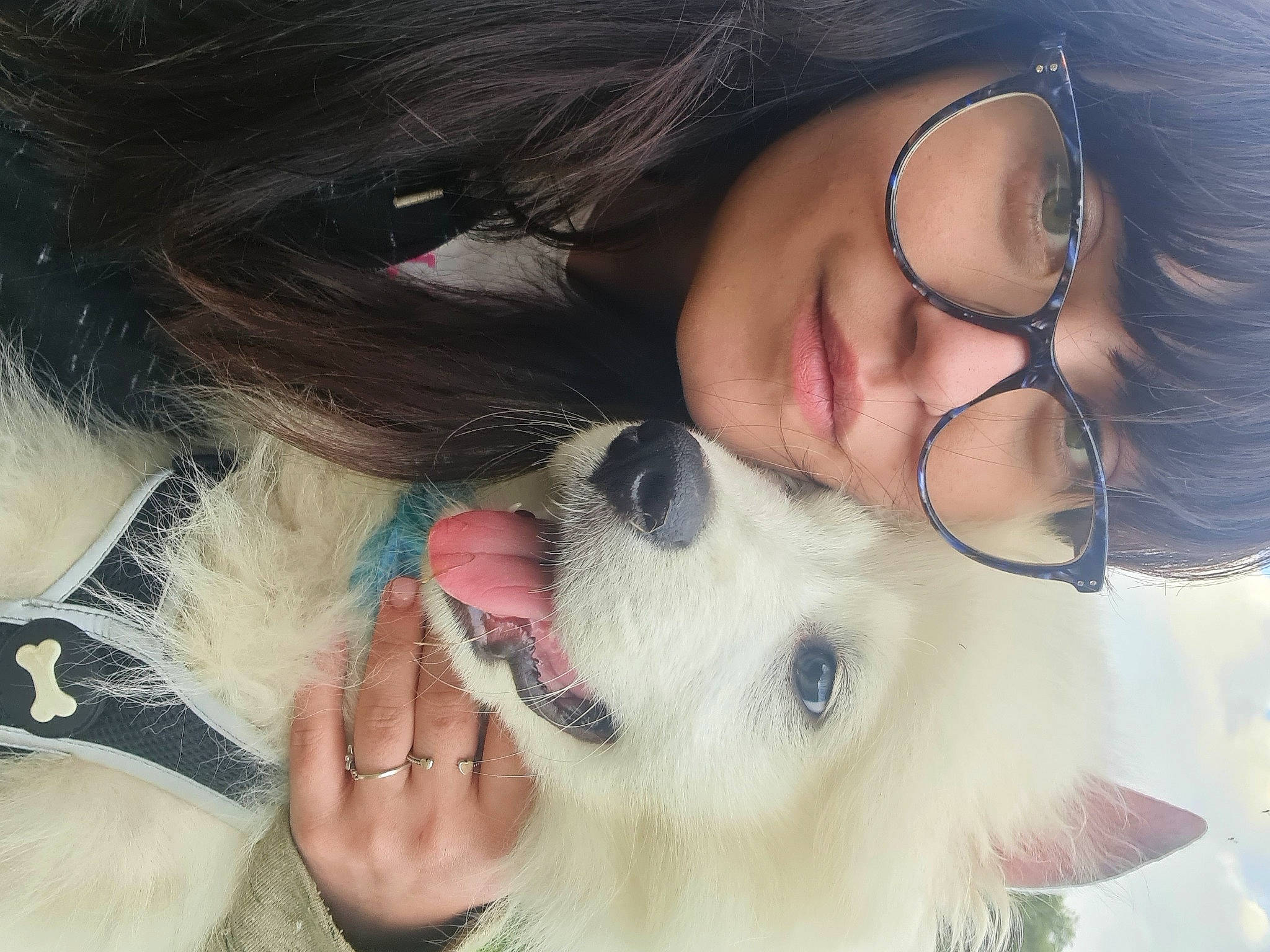 Shiro joined the competition — help win amazing prizes! carnivore, companion_dog, cool, dog, dog_breed, ear, eyebrow, eyelash, eyewear, fawn, gesture, glasses, happy, jaw, lip, mouth, neck, nose, skin, vision_care