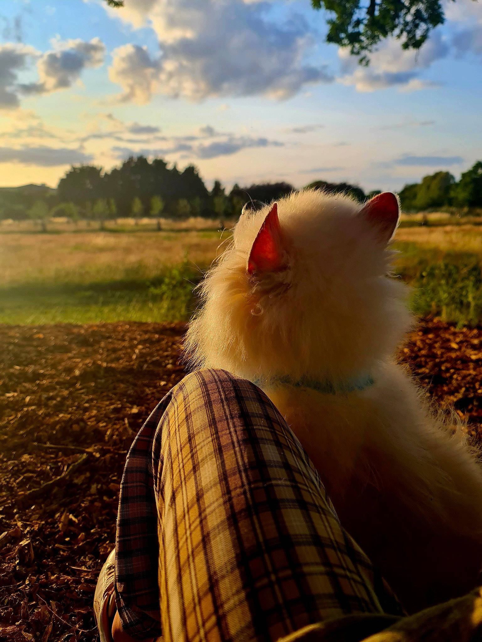 Shiro joined the competition — help win amazing prizes! carnivore, cat, cloud, companion_dog, fawn, felidae, grass, grassland, happy, landscape, people_in_nature, plaid, plant, sky, small_to_medium_sized_cats, sunlight, tail, tartan, tree, whiskers