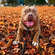 Legend Lamar is registered to the contest to win money with this photo: dog, pitbull, smiling, tongue_out, autumn_leaves, fall, outdoor, happy, pet, animal, leaves, nature, grass, close_up, canine, playful, brown_dog, paw, lying_down, leash
