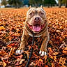 dog, pitbull, smiling, tongue_out, autumn_leaves, fall, outdoor, happy, pet, animal, leaves, nature, grass, close_up, canine, playful, brown_dog, paw, lying_down, leash