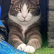 Obélix participe au concours pour gagner de l'argent avec cette photo : cat, tuxedo_cat, gray_fur, white_fur, green_eyes, golden_eyes, whiskers, ears, paws, crossed_paws, animal, pet, portrait, close_up, outdoor, grass, brick_wall, blue_fabric, sitting, alert