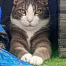 cat, tuxedo_cat, gray_fur, white_fur, green_eyes, golden_eyes, whiskers, ears, paws, crossed_paws, animal, pet, portrait, close_up, outdoor, grass, brick_wall, blue_fabric, sitting, alert