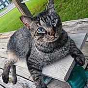 Smokey Joe is registered to the contest to win money with this photo: blue_eyes, cat, close_up, daytime, ear, feline, fur, green_grass, nose, outdoor, paw, pet, pet_portrait, porch, relaxed, sitting, tabby, whiskers, wood_planks, wooden_bench