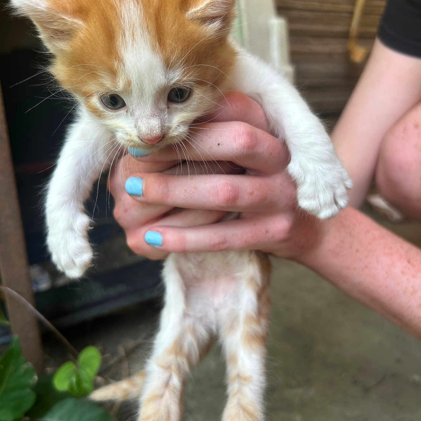 Chicken joined the competition — help win amazing prizes! animal, blue_nail_polish, cat, curious, cute, feline, fingernails, greenery, hand, holding, human, kitten, orange_cat, outdoor, pet, plant, small_animal, white_cat, wood, young