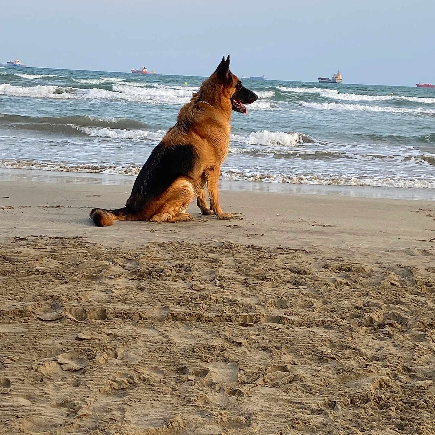 Wolf a rejoint le concours — aidez-le/la à gagner de superbes lots ! animal, beach, boat, canine, coast, dog, germanshepherd, horizon, nature, outdoors, pet, puppy, sea, seawaves, shoreline, sky, soil, transportation, vehicle, water