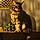 Loki