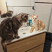 Loki participe au concours pour gagner de l'argent avec cette photo : cat, kitten, bathroom, sink, mirror, tile_wall, furniture, wood, pet, domestic_animal, curious, fluffy, orange_cat, gray_cat, reflection, container, personal_care, indoor, clean, cute