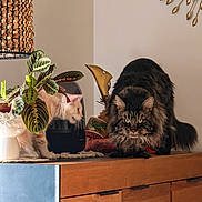 Smooky a rejoint le concours — aidez-le/la à gagner de superbes lots ! cat, feline, indoor, wooden_cabinet, plant, decor, lamp, furniture, pet, tabby_cat, long_hair_cat, light_cat, leafy_plant, home, cozy, curious, crouching, animal, houseplant, decorative_object
