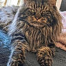 Smooky participe au concours pour gagner de l'argent avec cette photo : cat, maine_coon, fluffy, pet, animal, indoor, feline, fur, green_eyes, relaxed, close_up, portrait, laying_down, whiskers, paw, home, blanket, cozy, natural_light, focus