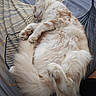 Blue participe au concours pour gagner de l'argent avec cette photo : cat, kitten, sleeping, fluffy, cream_colored, white_fur, orange_patches, belly_up, paws, tail, closed_eyes, resting, bed, bedspread, patterned_fabric, indoors, cozy, cute, pet, animal