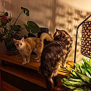 Blue a rejoint le concours — aidez-le/la à gagner de superbes lots ! cat, cats, kitten, orange_cat, tabby_cat, fluffy, fur, pet, animal, grooming, standing, sitting, houseplant, indoor, sunlight, shadows, wooden_shelf, furniture, home, portrait