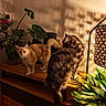 animal, cat, cats, fluffy, fur, furniture, grooming, home, houseplant, indoor, kitten, orange_cat, pet, portrait, shadows, sitting, standing, sunlight, tabby_cat, wooden_shelf