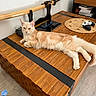Blue a rejoint le concours — aidez-le/la à gagner de superbes lots ! cat, kitten, fluffy, cream_colored, orange, lying_down, relaxed, indoor, wooden_table, katana, sword, gaming_controller, video_game_console, electronics, living_room, furniture, samurai, pet, animal, portrait