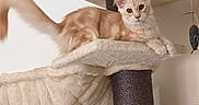 Blue participe au concours pour gagner de l'argent avec cette photo : cat, kitten, ginger_cat, fluffy, furry, animal, pet, cat_tree, scratching_post, lounging, sitting, indoors, home, cream_colored, orange, whiskers, pointed_ears, tail, toy, portrait