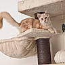 animal, cat, cat_tree, cream_colored, fluffy, furry, ginger_cat, home, indoors, kitten, lounging, orange, pet, pointed_ears, portrait, scratching_post, sitting, tail, toy, whiskers