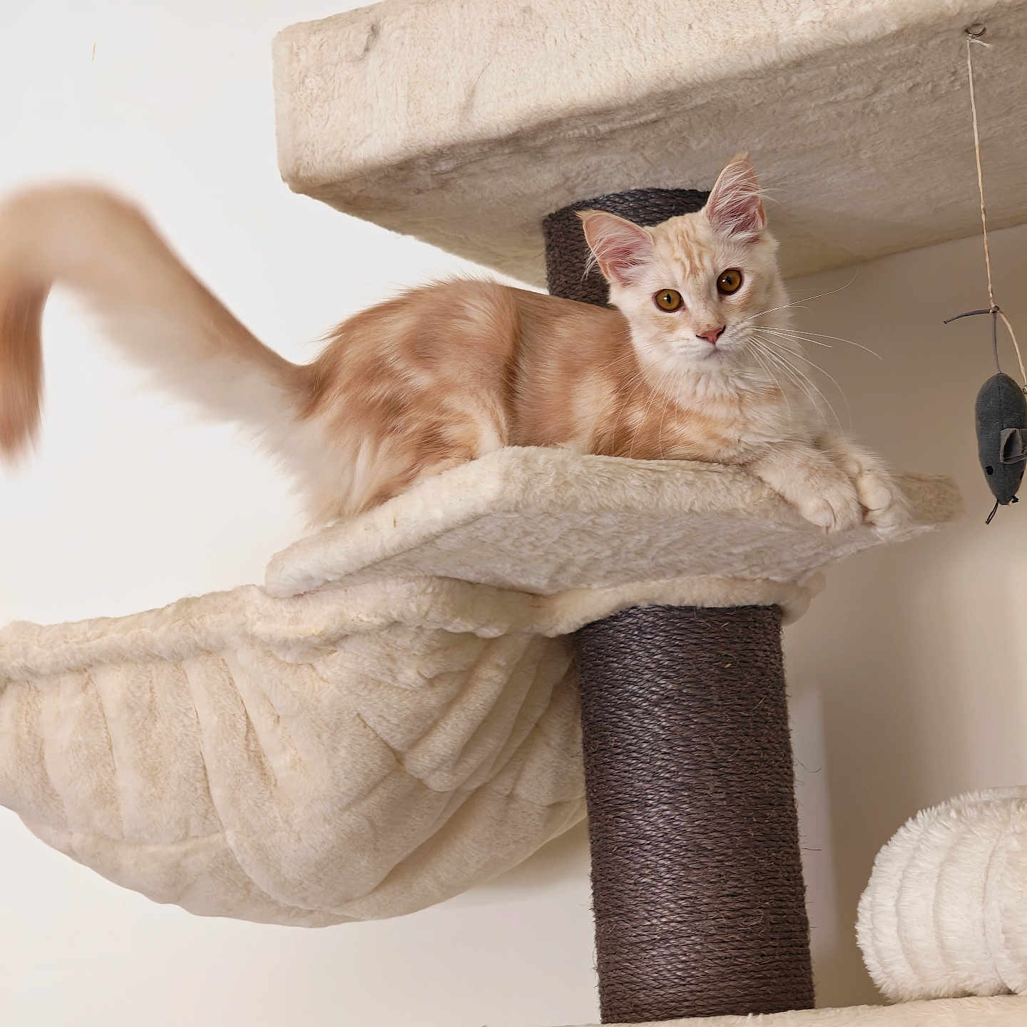 Blue participe au concours pour gagner de l'argent avec cette photo : cat, kitten, ginger_cat, fluffy, furry, animal, pet, cat_tree, scratching_post, lounging, sitting, indoors, home, cream_colored, orange, whiskers, pointed_ears, tail, toy, portrait