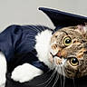Velma is registered to the contest to win money with this photo: cat, graduation_cap, graduation_gown, pet, animal, cute, portrait, close_up, whiskers, feline, tabby, curious, indoors, costume, face, eyes, soft_light, domestic_cat, head_tilt, white_paws