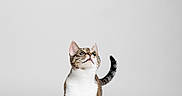 Velma is registered to the contest to win money with this photo: cat, tabby_cat, white_paws, walking, studio, minimalist, clean_background, pet, animal, feline, cute, confident, portrait, indoor, isolated, looking_up, whiskers, tail_up, short_hair, curious