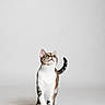 cat, tabby_cat, white_paws, walking, studio, minimalist, clean_background, pet, animal, feline, cute, confident, portrait, indoor, isolated, looking_up, whiskers, tail_up, short_hair, curious