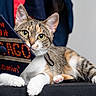 Velma is registered to the contest to win money with this photo: cat, tabby_cat, pet, animal, fur, whiskers, paw, graduation_cap, text, celebration, indoor, resting, cute, eyes, face, closeup, curious, lying_down, black_background, decorated_cap