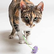 Velma is registered to the contest to win money with this photo: cat, calico, pet, animal, toy, playful, curious, whiskers, green_eyes, feline, indoor, white_background, close_up, portrait, paws, cute, domestic_cat, small_toy, studio_photo, isolated