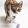 cat, calico, pet, animal, toy, playful, curious, whiskers, green_eyes, feline, indoor, white_background, close_up, portrait, paws, cute, domestic_cat, small_toy, studio_photo, isolated