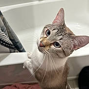 Keanu is registered to the contest to win money with this photo: animal, bathroom, bathtub, blue_eyes, cat, close_up, curious, cute, domestic_animal, feline, fur, gray_and_white, indoor, looking_up, pet, pink_towel, shower_curtain, striped, whiskers, young_cat