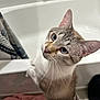 animal, bathroom, bathtub, blue_eyes, cat, close_up, curious, cute, domestic_animal, feline, fur, gray_and_white, indoor, looking_up, pet, pink_towel, shower_curtain, striped, whiskers, young_cat