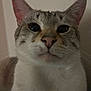 Keanu is registered to the contest to win money with this photo: animal, cat, close_up, closeup, curious, cute, domestic_animal, ears, eyes, face, feline, fur, indoor, looking, mammal, nose, pet, portrait, soft, whiskers