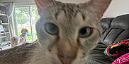 Keanu is registered to the contest to win money with this photo: animal, background, blurry, cat, close_up, colorful_pillow, couch, curious_cat, daylight, dog, domestic, floor, furniture, home, indoor, living_room, looking_outside, pet, sliding_door, window