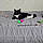 Sheba