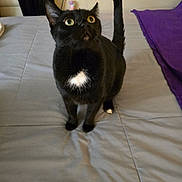 Shelby is registered to the contest to win money with this photo: black_cat, cat, pet, animal, indoor, bed, blanket, curious, alert, whiskers, yellow_eyes, white_patch, tail_up, feline, domestic_cat, soft_light, cozy, home, gray_bedspread, purple_blanket