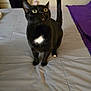 black_cat, cat, pet, animal, indoor, bed, blanket, curious, alert, whiskers, yellow_eyes, white_patch, tail_up, feline, domestic_cat, soft_light, cozy, home, gray_bedspread, purple_blanket